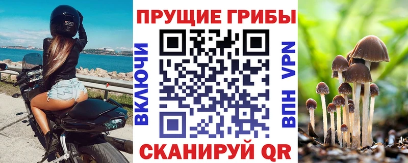 Псилоцибиновые грибы Psilocybe  Лахденпохья 